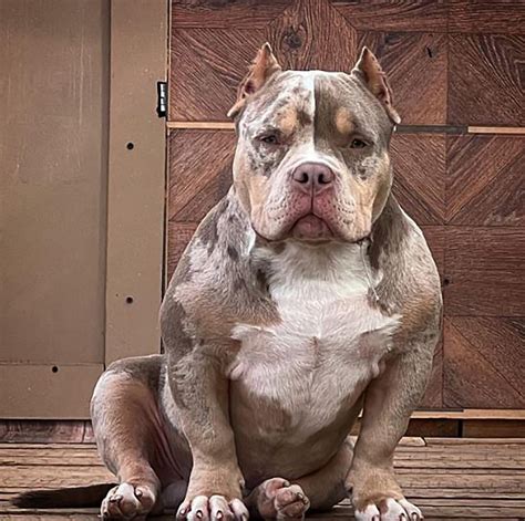 bully for sale houston|merle american bully for sale.